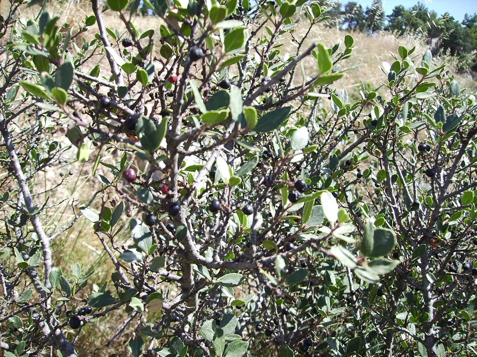 Italian Buckthorn (Rhamnus Alaternus) — scientifically referred to as Rhamnus alaternus; typically reaching 5-6 feet in height