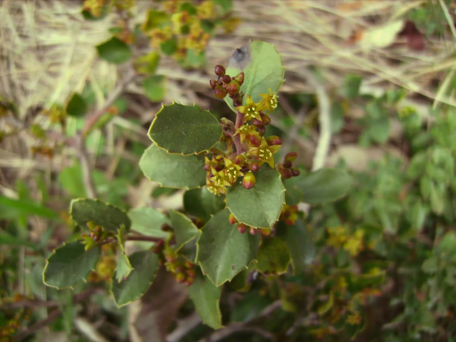 Italian Buckthorn (Rhamnus Alaternus) — provided they are well-draining; demonstrating adaptability to a range of soil types