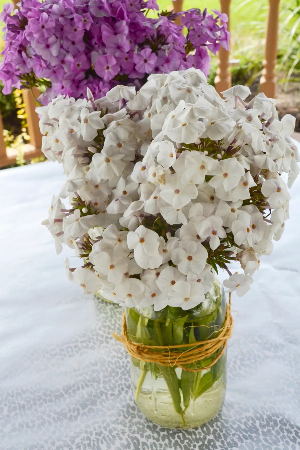 'Opening Act White' Phlox (Phlox hybrid) — well-drained soil and full sun