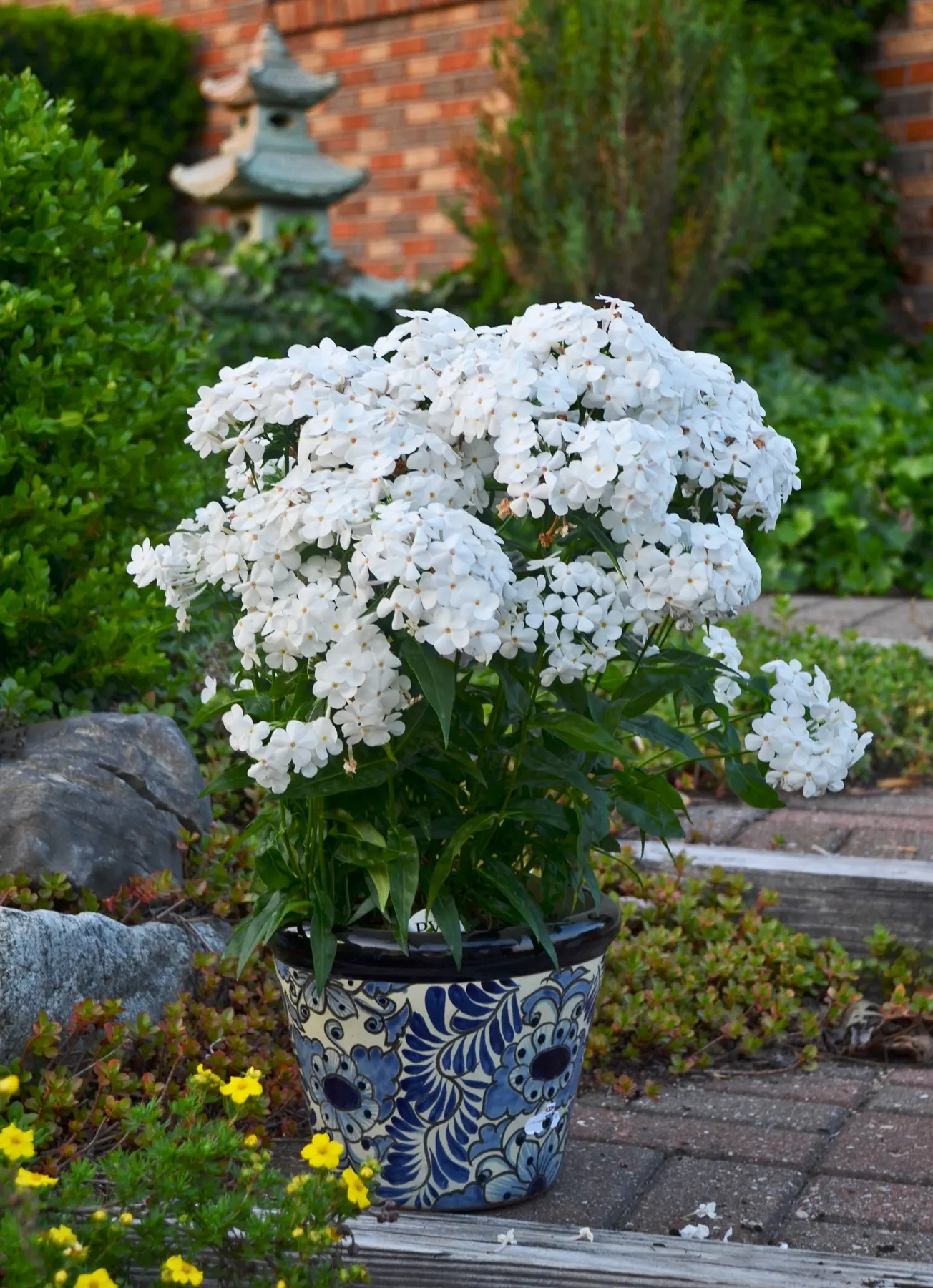 'Opening Act White' Phlox (Phlox hybrid) — Grows best in consistently moist