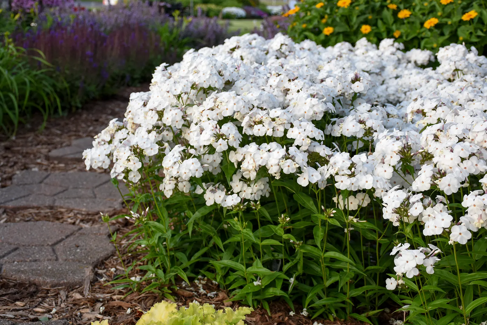 'Opening Act White' Phlox (Phlox hybrid) — Thrives with regular fertilization