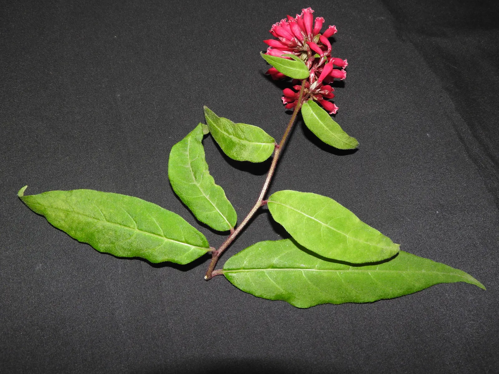 Red Cestrum (Cestrum 'Newellii') — the Red Cestrum offers a delightful splash of color; suited for USDA zones 8 through 10