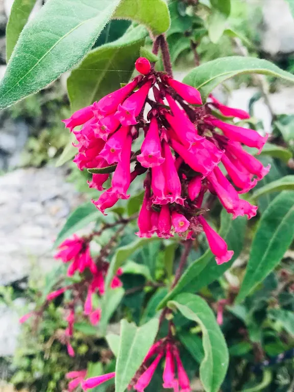 Red Cestrum (Cestrum 'Newellii') — the Red Cestrum offers a delightful splash of color