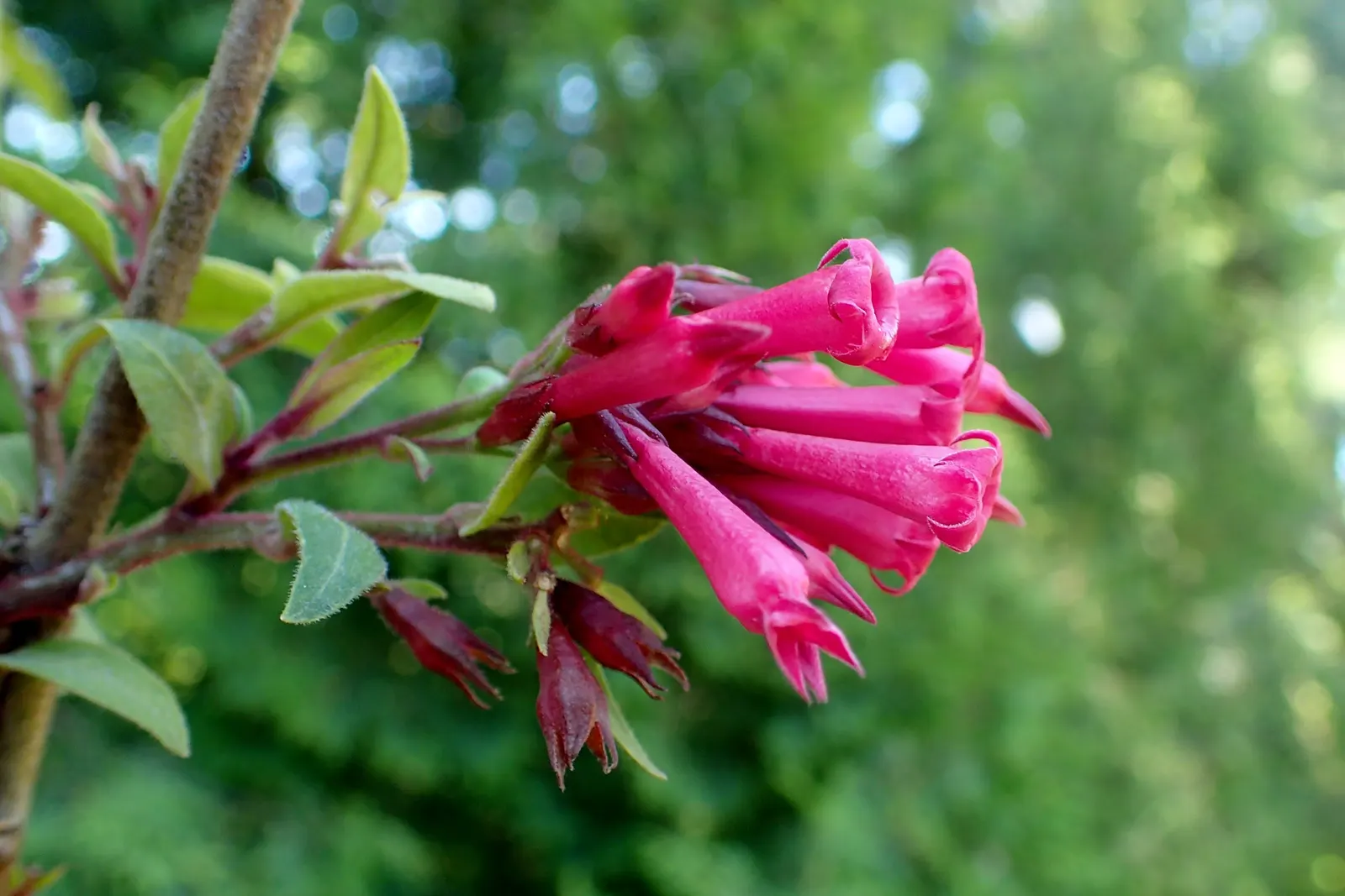 Red Cestrum (Cestrum 'Newellii') — especially during its flowering period and in the hotter summer months