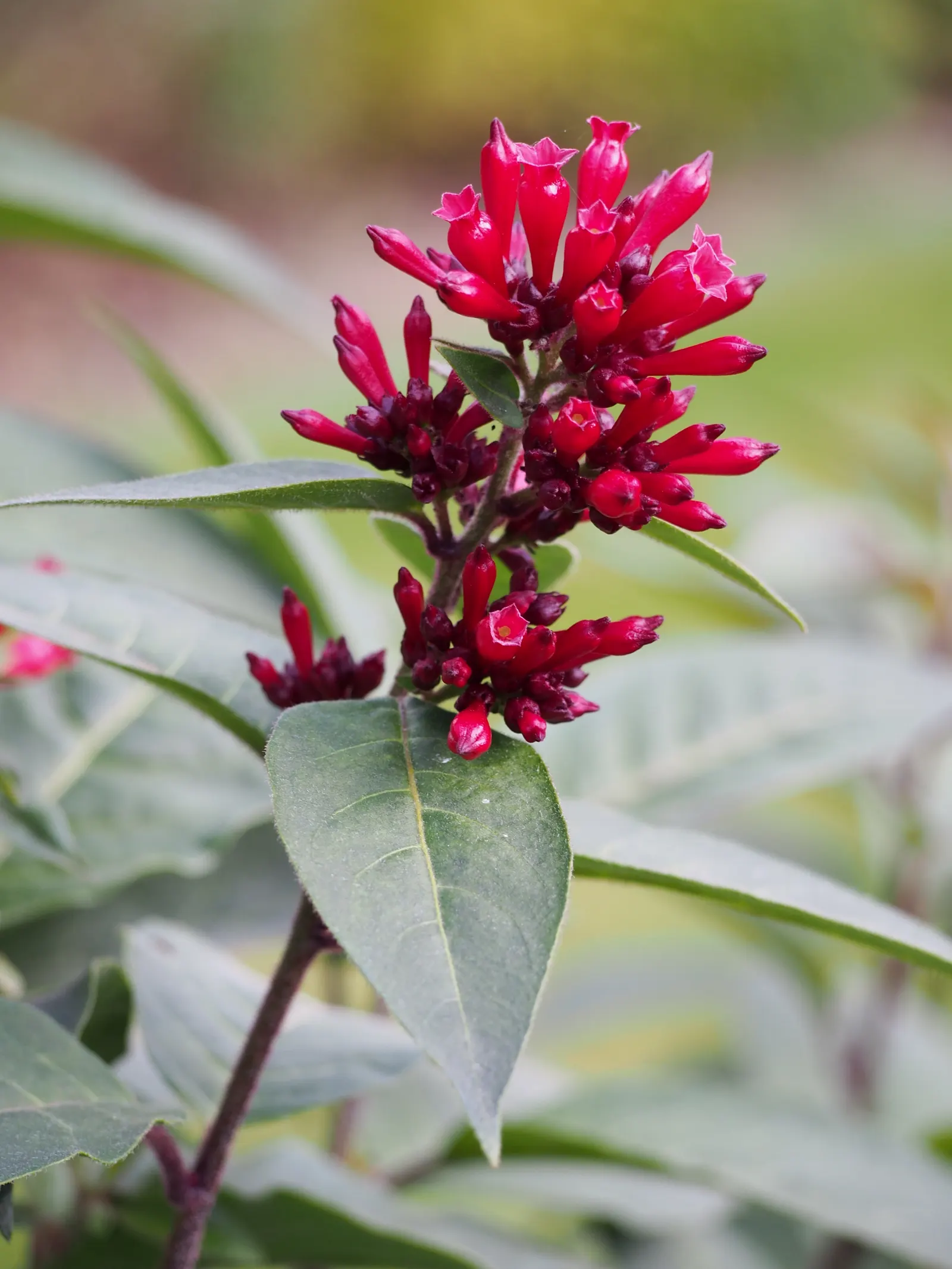 Red Cestrum (Cestrum 'Newellii') — it demonstrates moderate drought tolerance; be aware that all parts of the Red Cestrum are considered toxic if ingested