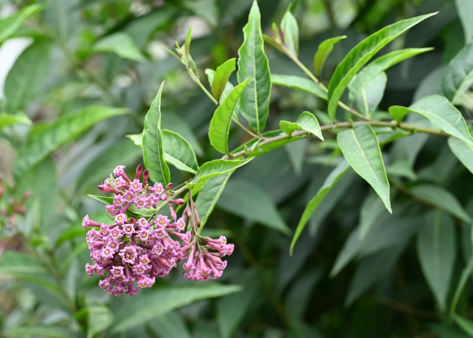 Red Cestrum (Cestrum 'Newellii') — Suited for USDA zones 8 through 10; scientifically named Cestrum 'Newellii'