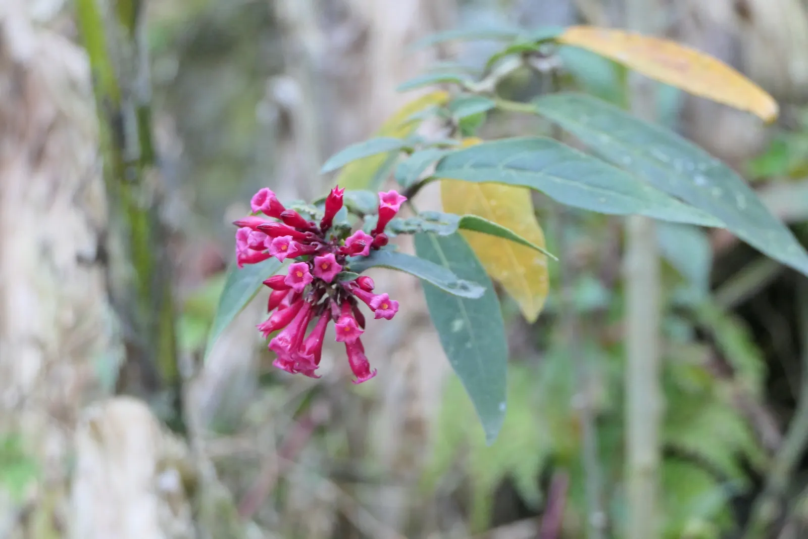 Red Cestrum (Cestrum 'Newellii') — It thrives with regular watering
