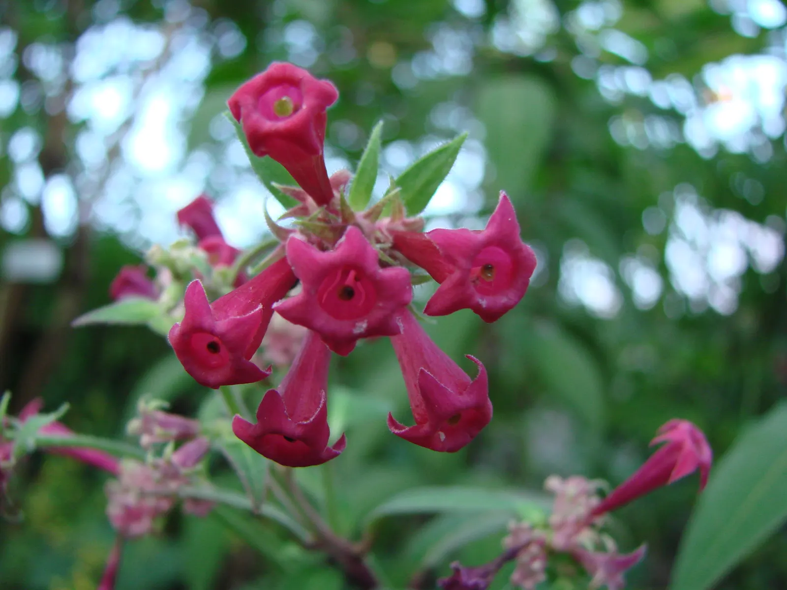 Red Cestrum (Cestrum 'Newellii') — scientifically named Cestrum 'Newellii'