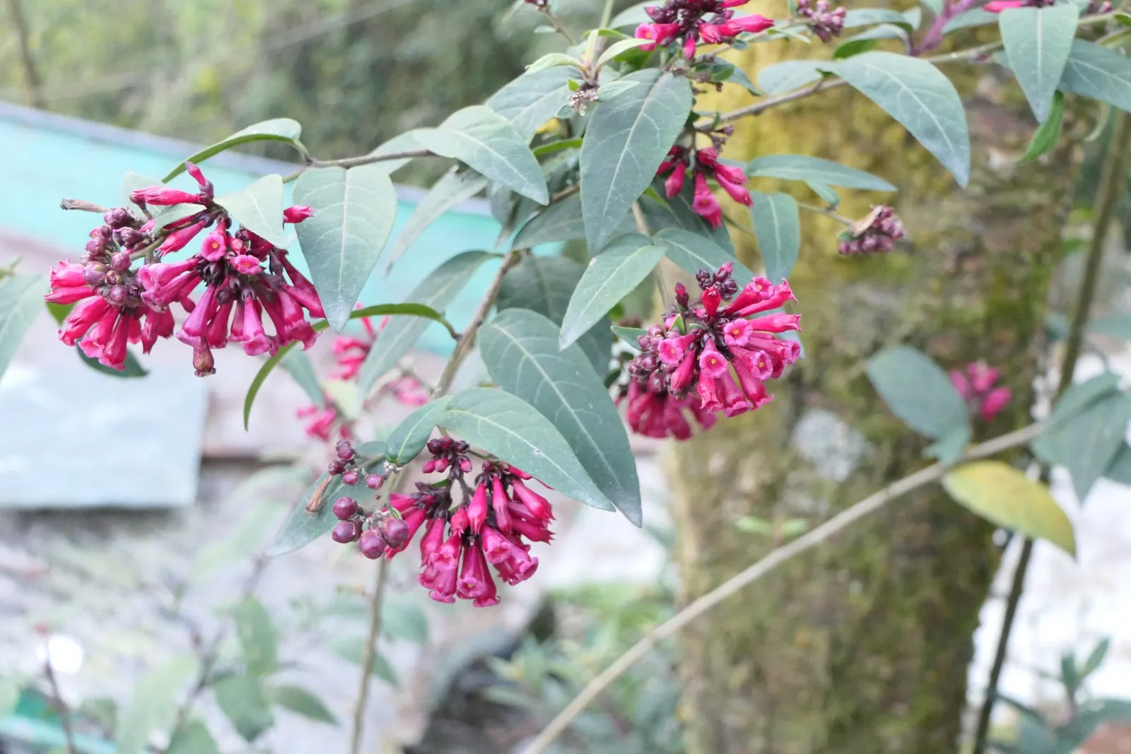 Red Cestrum (Cestrum 'Newellii') — be aware that all parts of the Red Cestrum are considered toxic if ingested