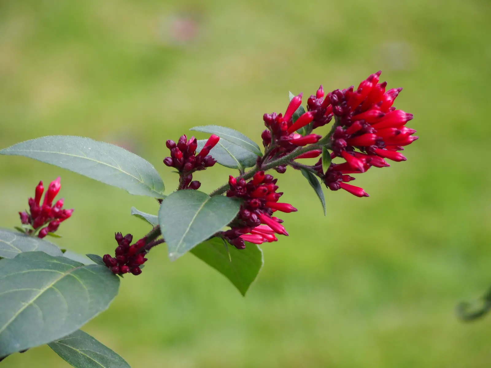 Red Cestrum (Cestrum 'Newellii') — Hardy to 25&deg;F, it's semi-evergreen in frost-free areas