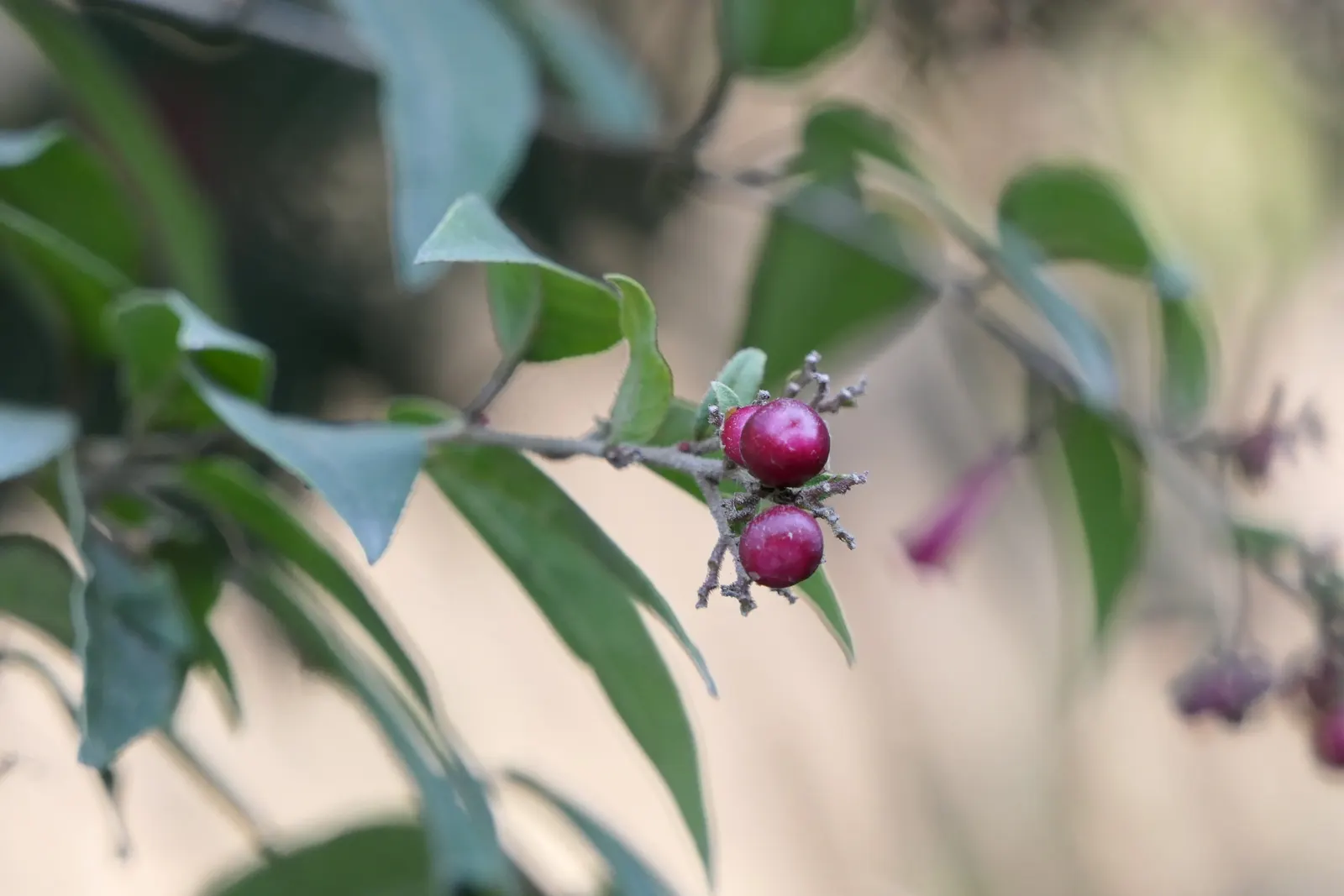 Red Cestrum (Cestrum 'Newellii') — plant the Cestrum 'Newellii' in a site that receives full sun to partial shade with well-draining soil