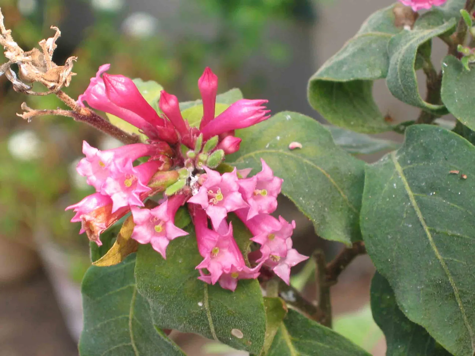 Red Cestrum (Cestrum 'Newellii') — plant the Cestrum 'Newellii' in a site that receives full sun to partial shade with well-draining soil; an inviting habitat