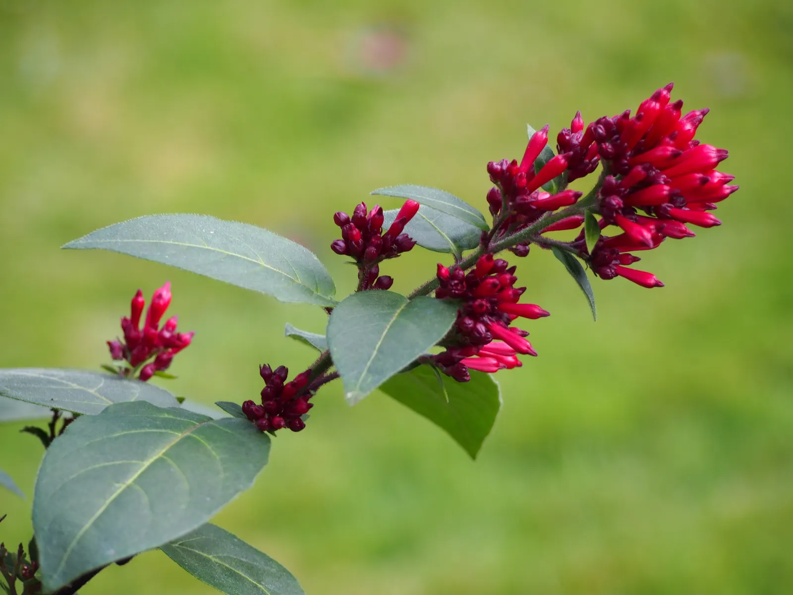 Red Cestrum (Cestrum 'Newellii') — each approximately 1 inch long; red flowers in the garden