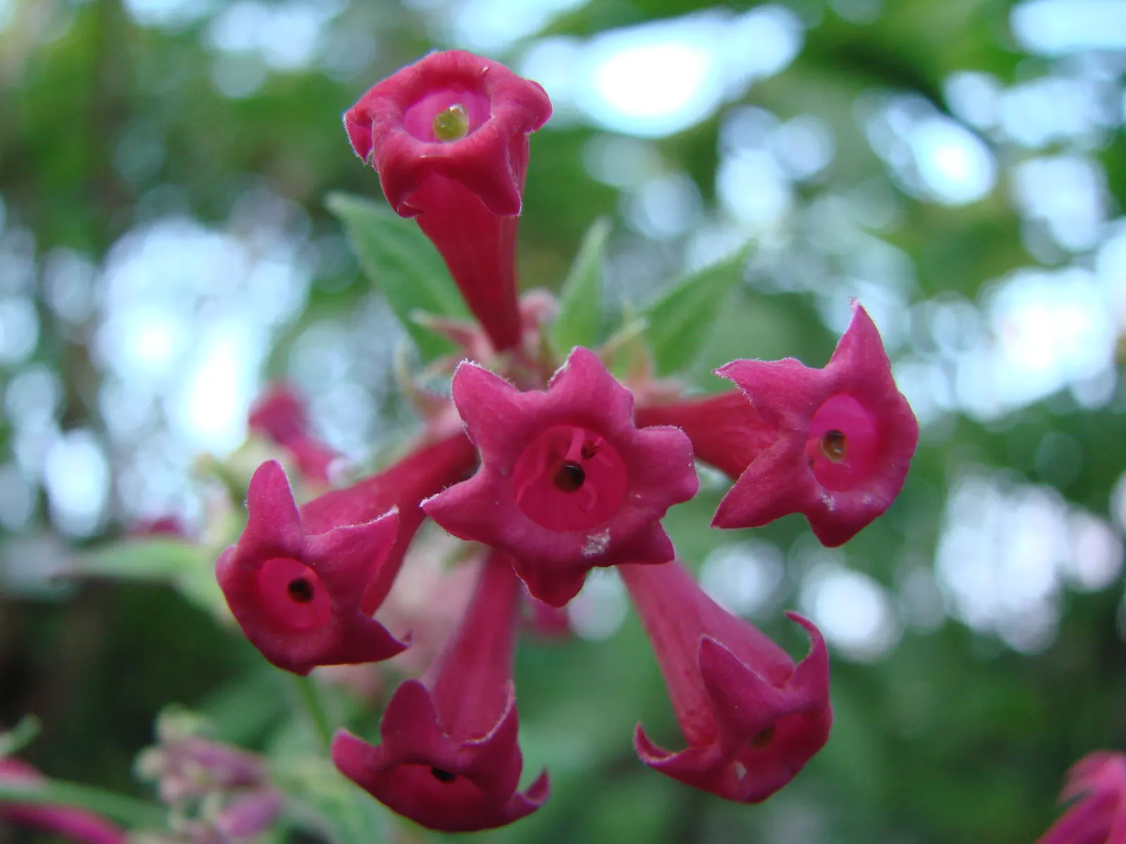 Red Cestrum (Cestrum 'Newellii') — Prune regularly to maintain shape