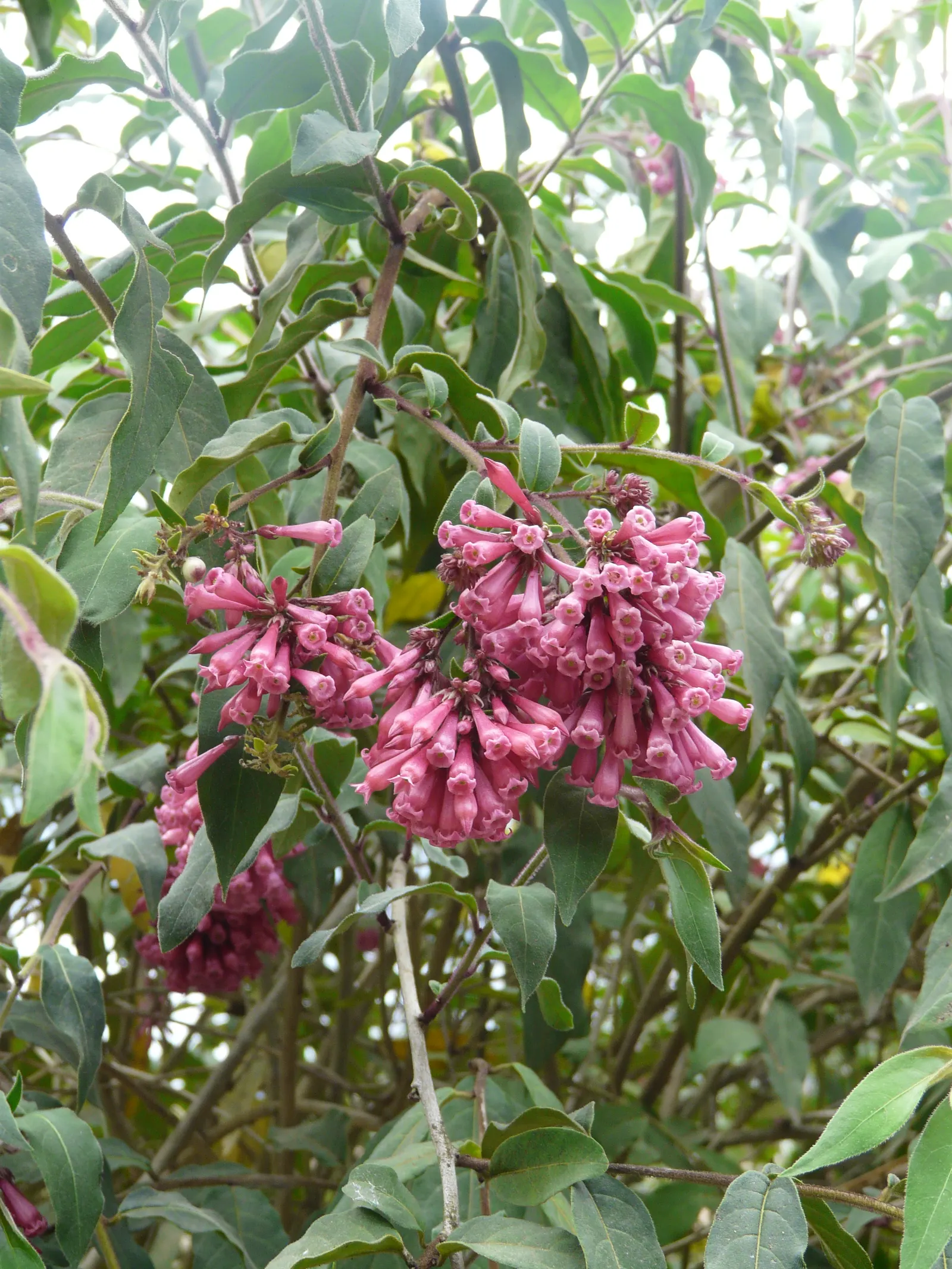 Red Cestrum (Cestrum 'Newellii') — it demonstrates moderate drought tolerance