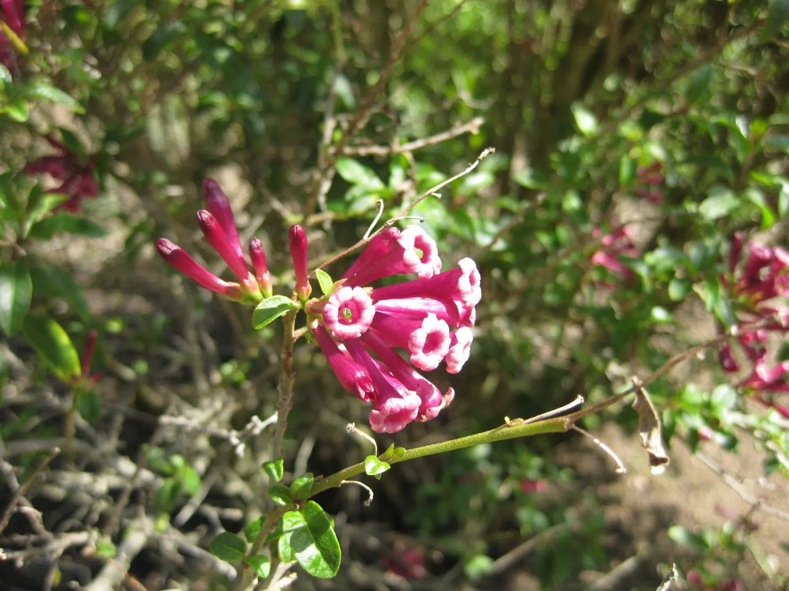 Red Cestrum (Cestrum 'Newellii') — Space plants 4-5 feet apart for a dense screen or border