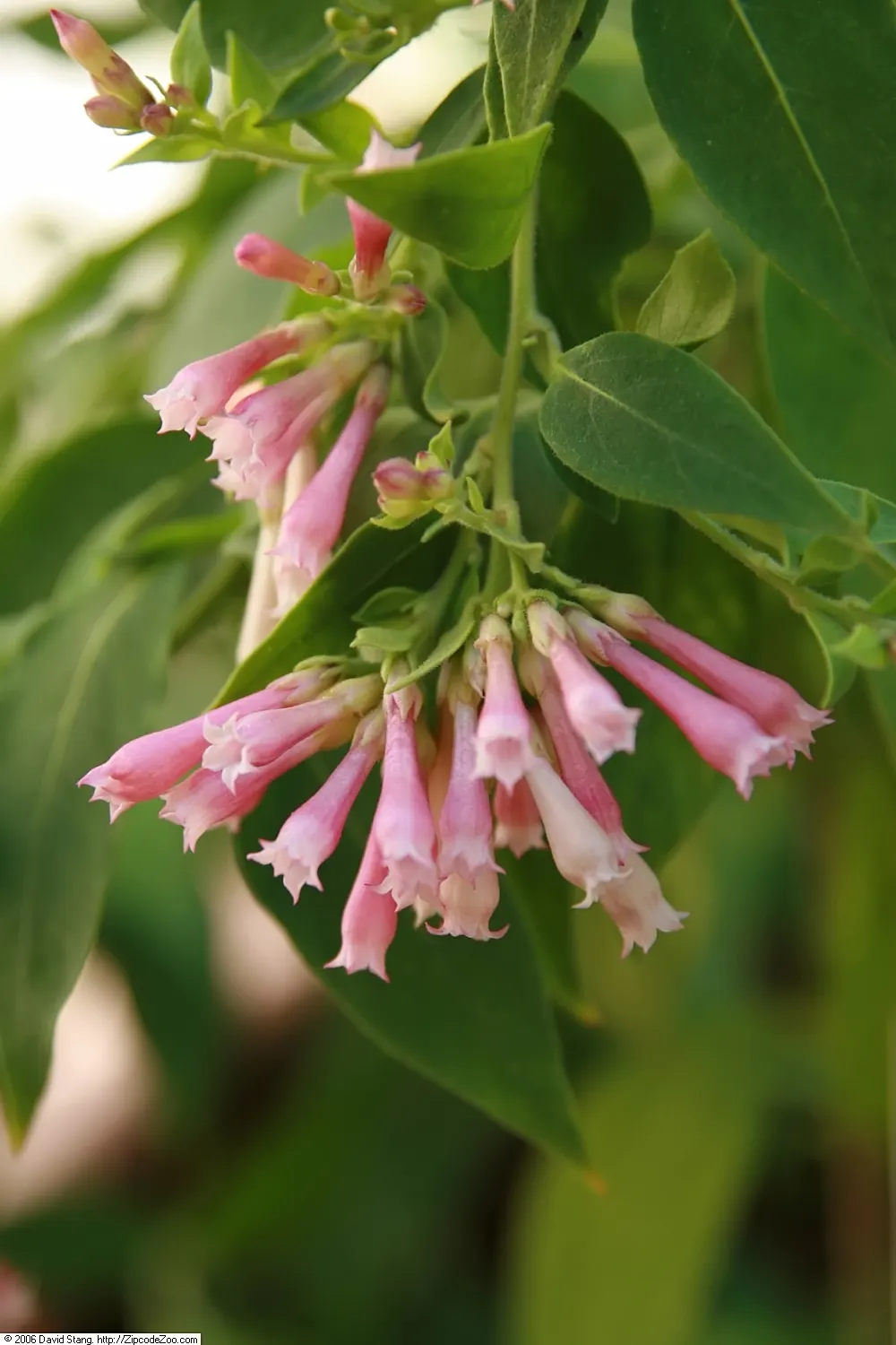 Red Cestrum (Cestrum 'Newellii') — shrub with red blooms