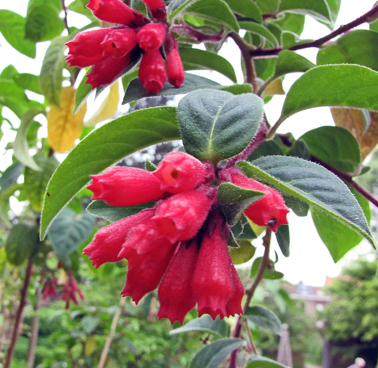 Red Cestrum (Cestrum 'Newellii') — are known to attract hummingbirds and beneficial pollinators; prune regularly to maintain shape