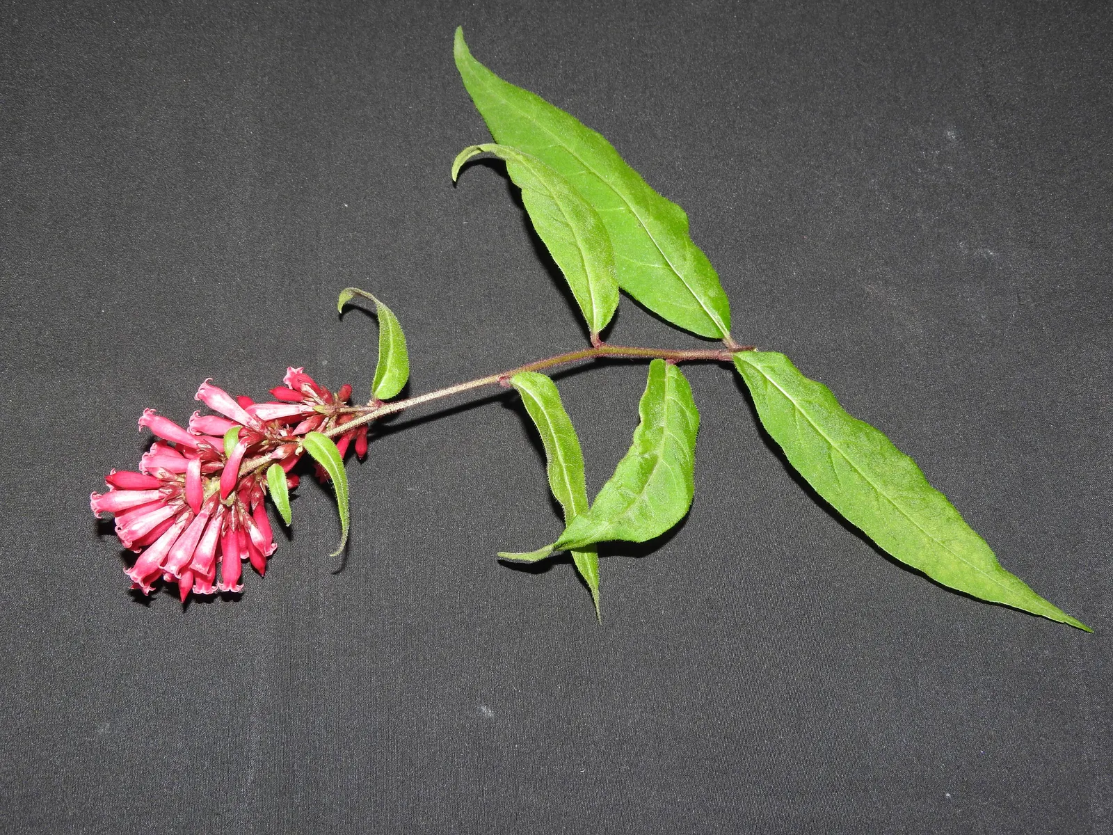 Red Cestrum (Cestrum 'Newellii') — red flowers in the garden