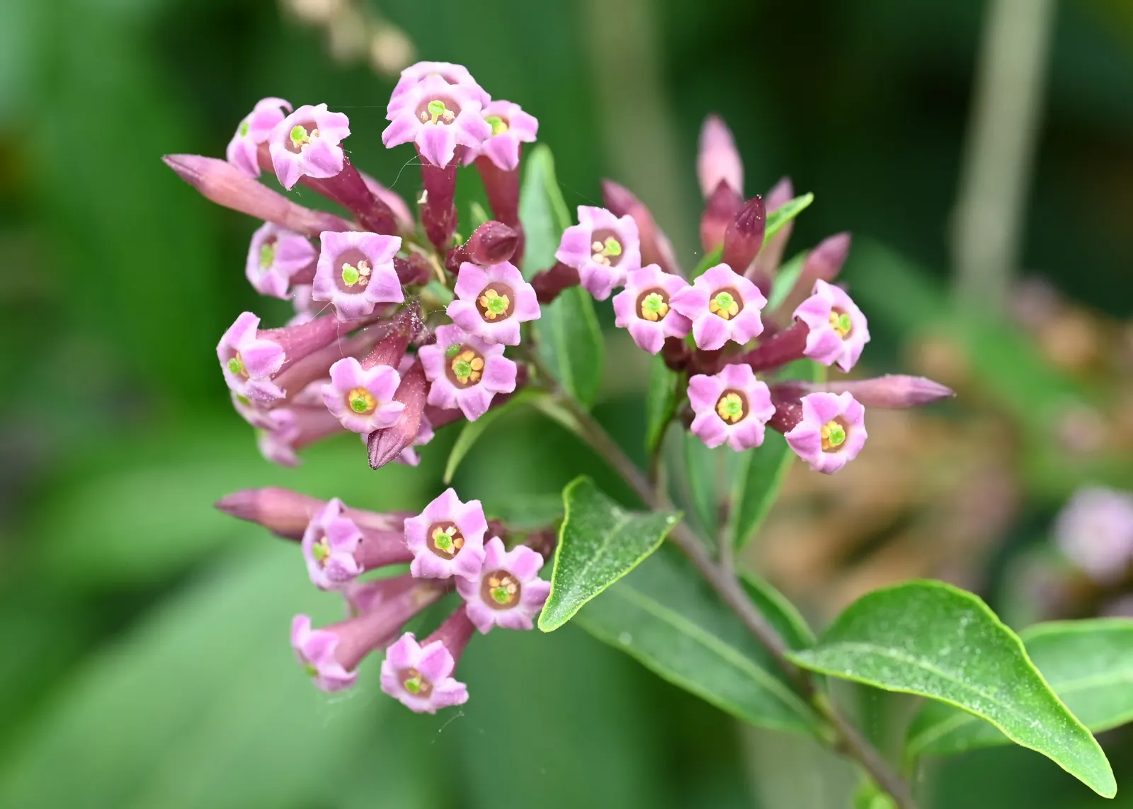 Red Cestrum (Cestrum 'Newellii') — scientifically named Cestrum 'Newellii'; shrub for full or half
