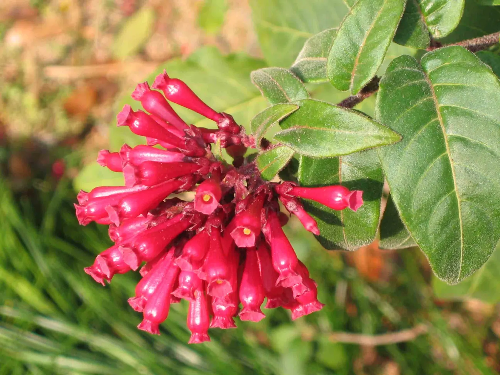 Red Cestrum (Cestrum 'Newellii') — Space plants 4-5 feet apart for a dense screen or border; it demonstrates moderate drought tolerance
