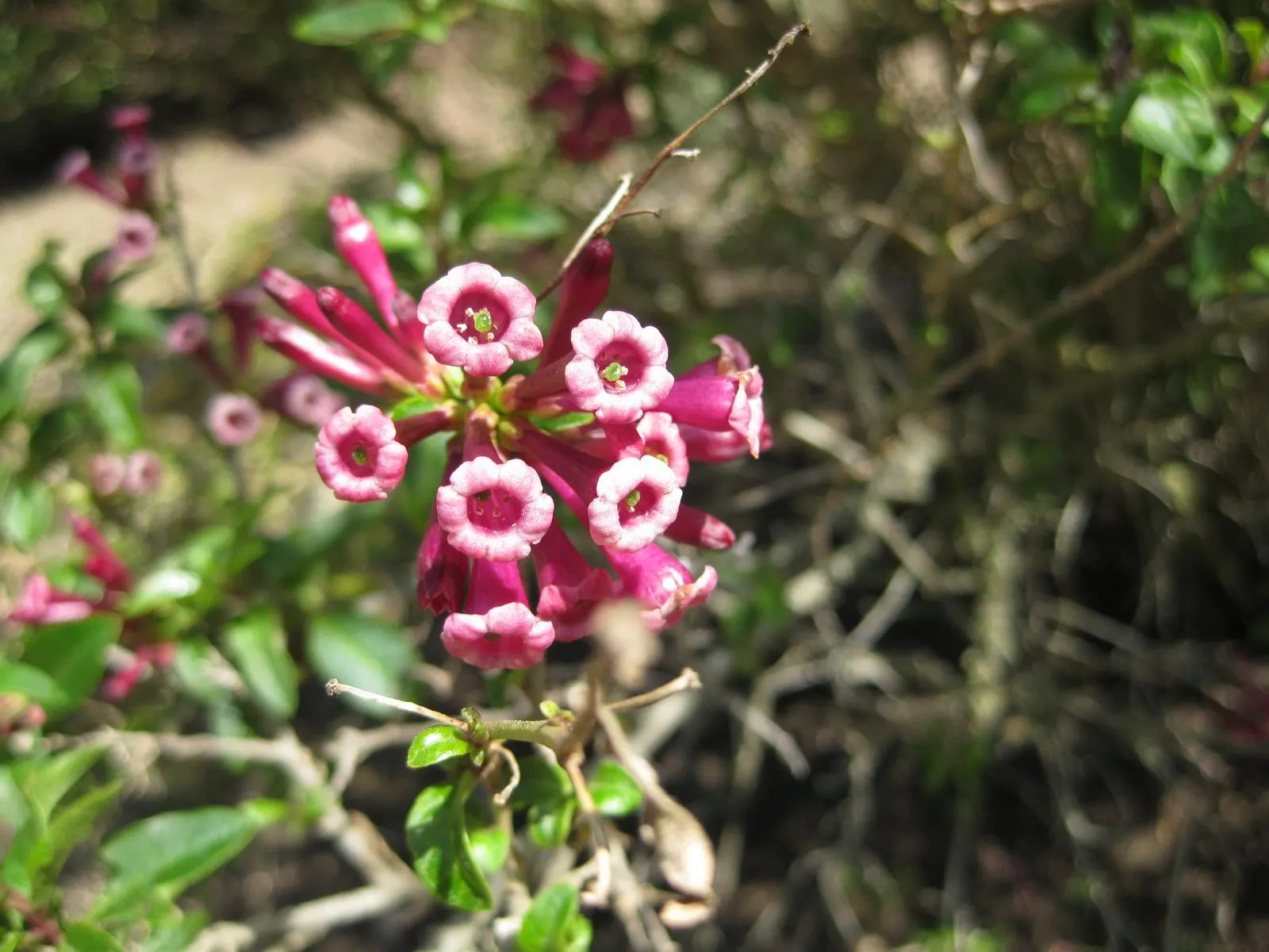 Red Cestrum (Cestrum 'Newellii') — Suited for USDA zones 8 through 10