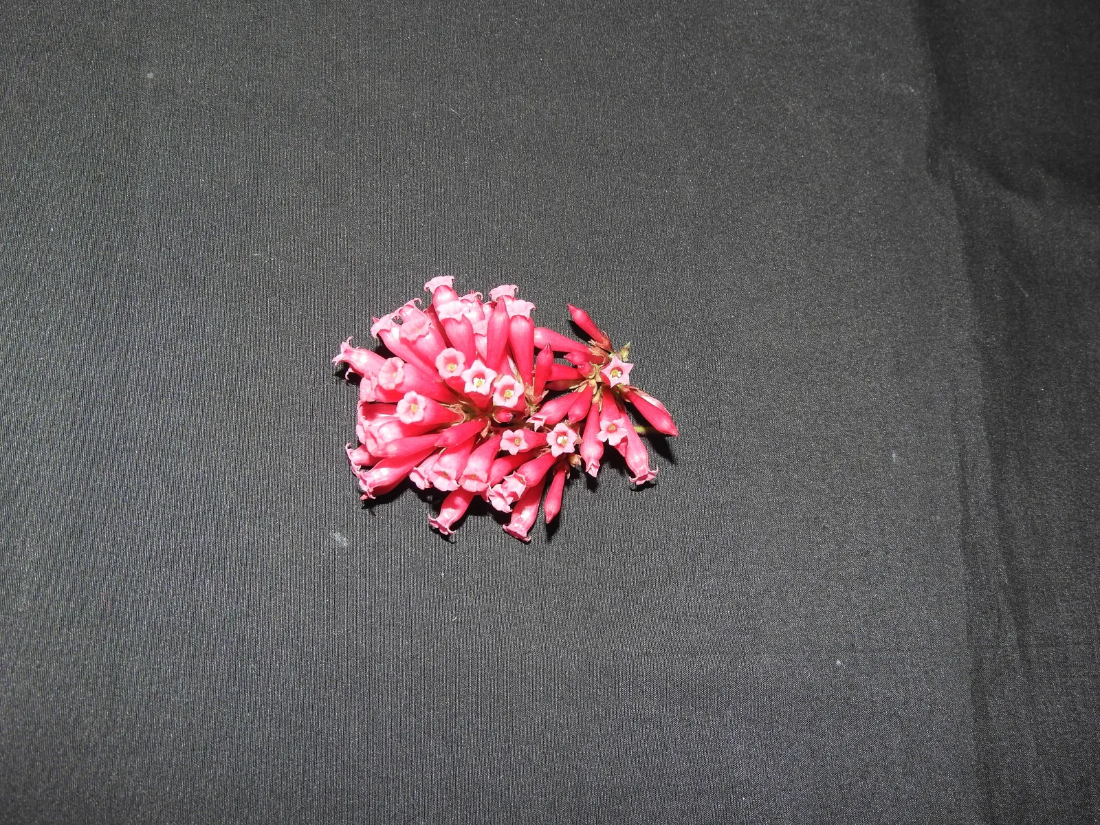 Red Cestrum (Cestrum 'Newellii') — be aware that all parts of the Red Cestrum are considered toxic if ingested; is a vibrant shrub with tubular red flowers