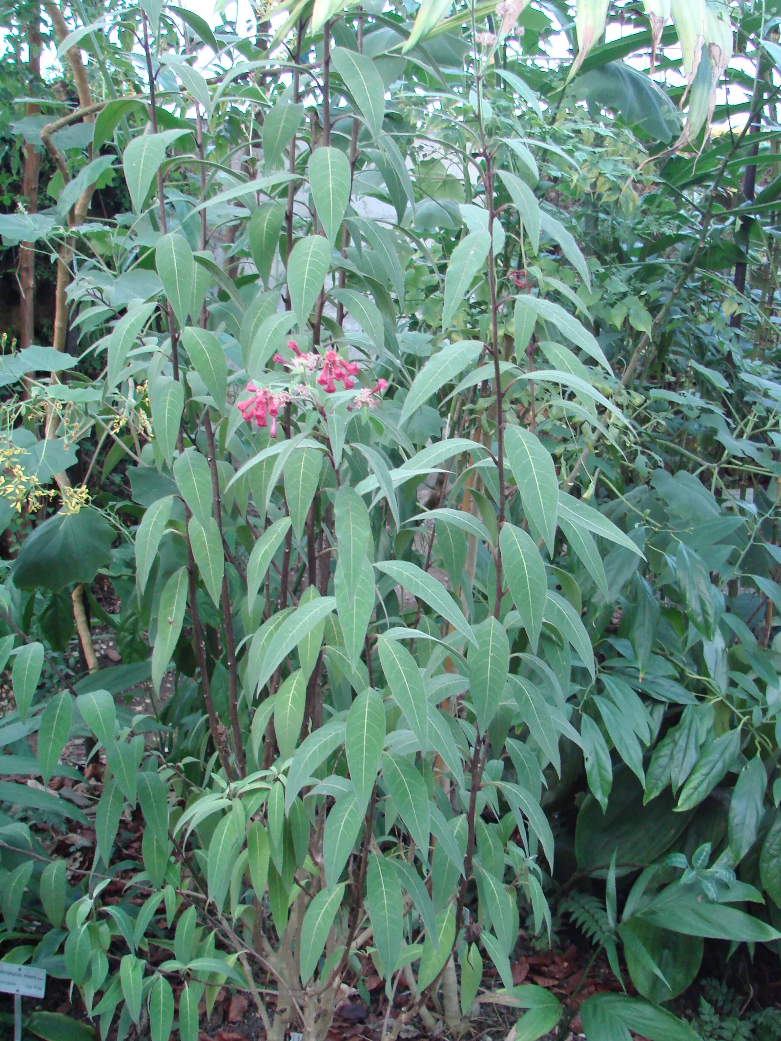 Red Cestrum (Cestrum 'Newellii') — It thrives with regular watering; preferring full sun to part shade, it thrives in well-drained soil