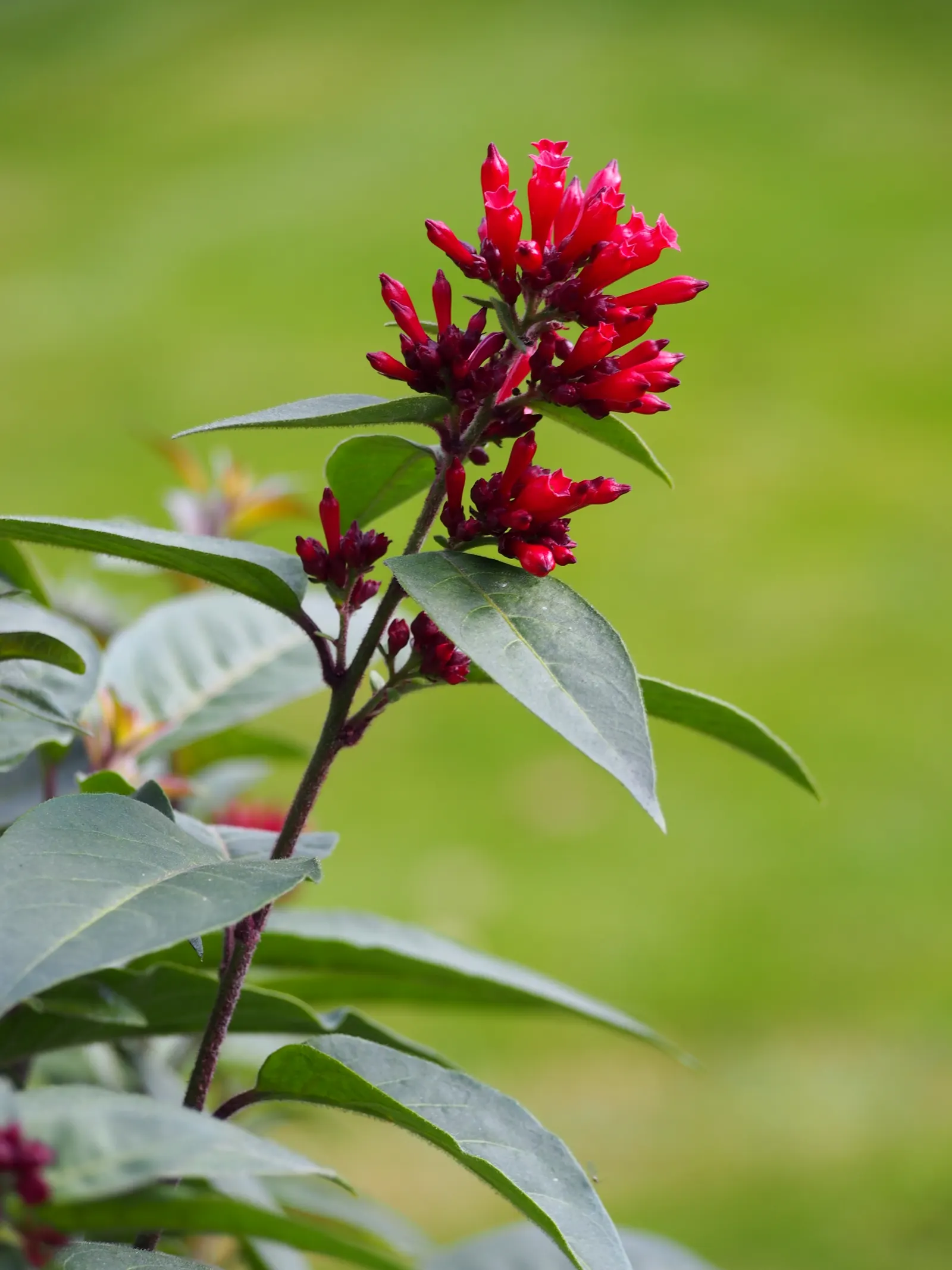 Red Cestrum (Cestrum 'Newellii') — Prune regularly to maintain shape; offering a prolonged period of visual interest
