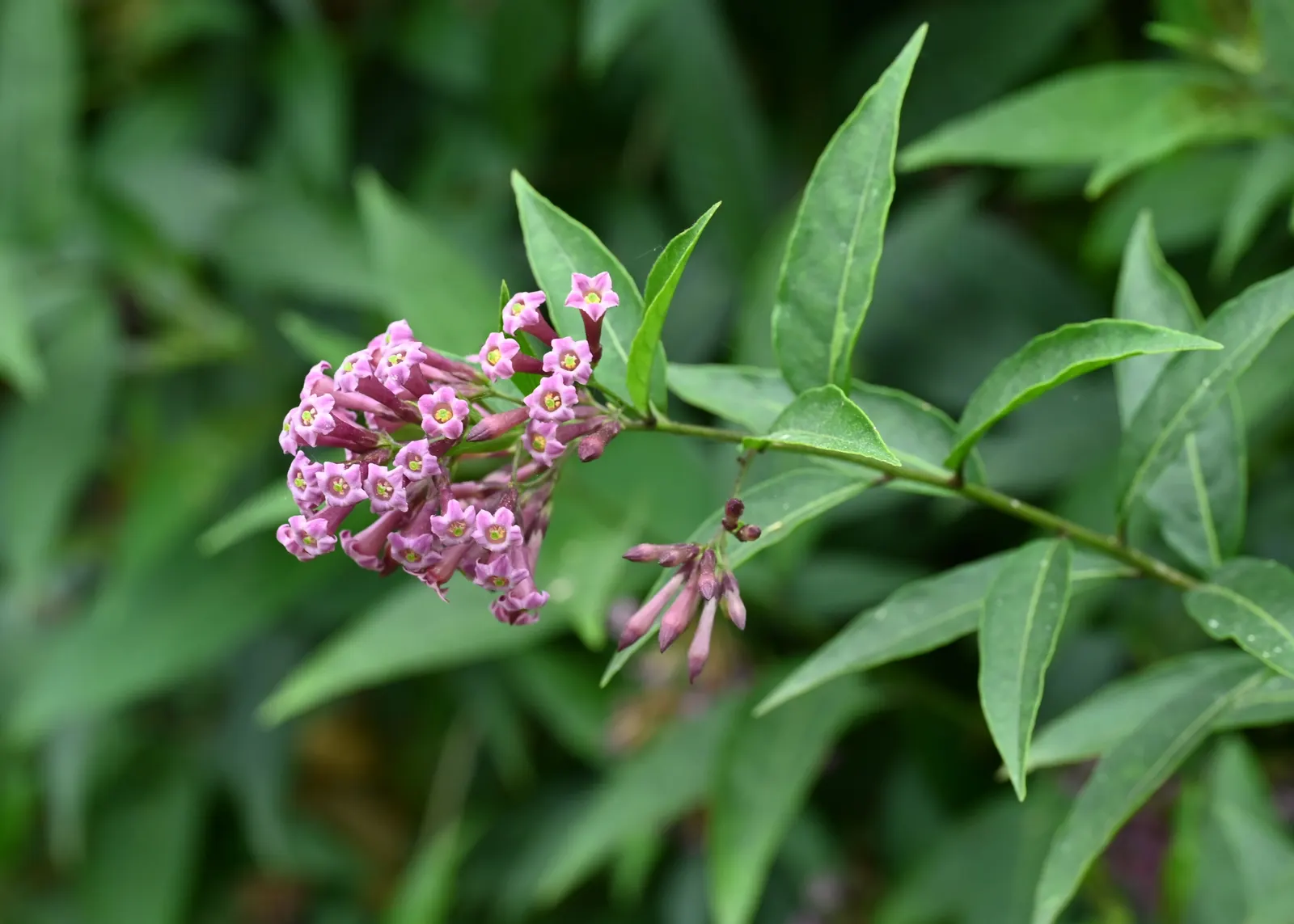 Red Cestrum (Cestrum 'Newellii') — offering a prolonged period of visual interest; it thrives with regular watering