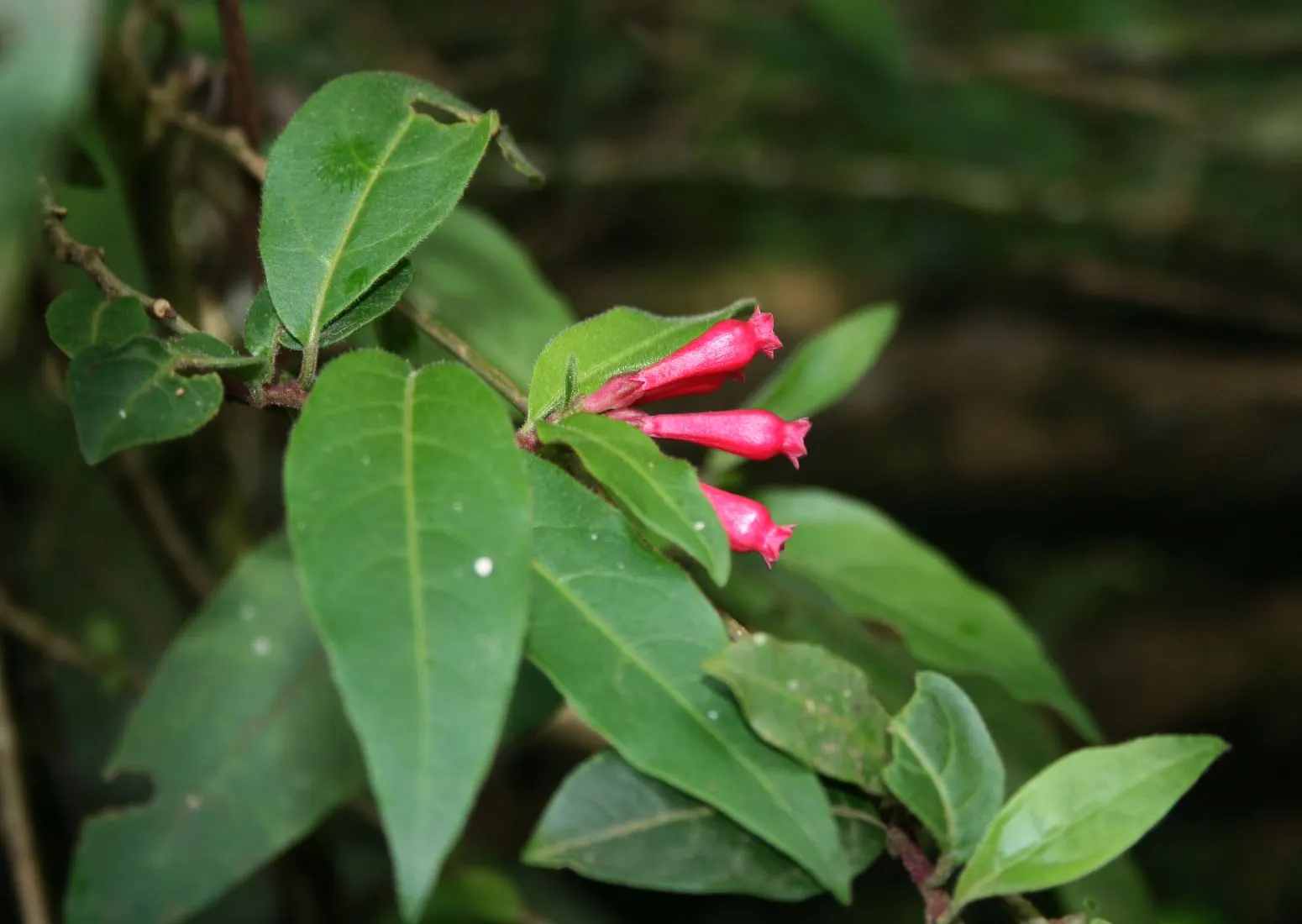 Red Cestrum (Cestrum 'Newellii') — and a flexible choice for various design needs within warmer climates