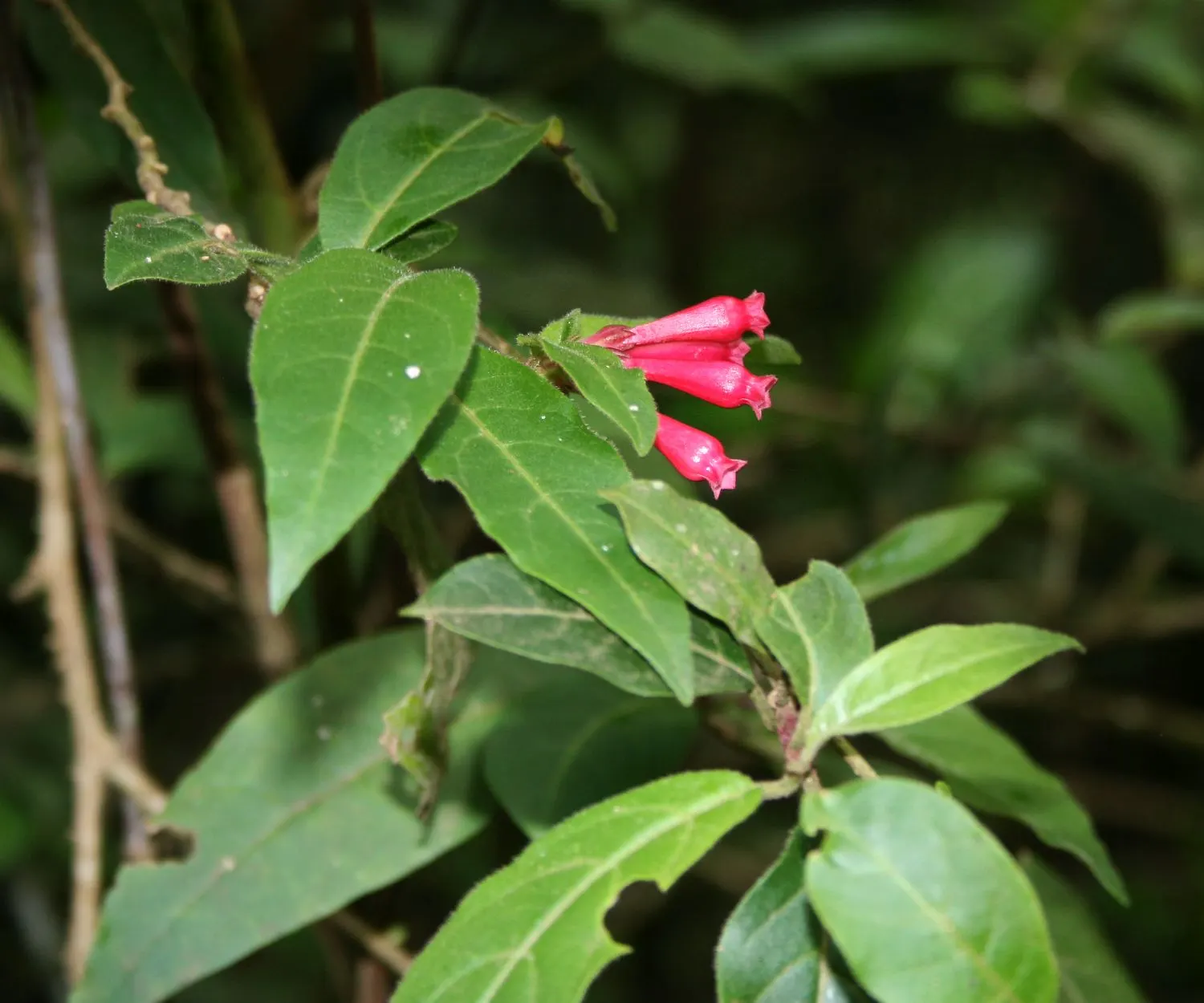 Red Cestrum (Cestrum 'Newellii') — an inviting habitat for local fauna; especially during its flowering period and in the hotter summer months
