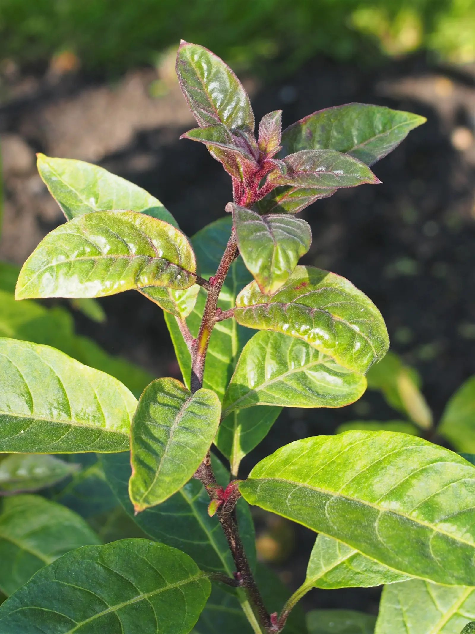 Red Cestrum (Cestrum 'Newellii') — It reaches up to 8 feet high and spreads up to 6 feet; are known to attract hummingbirds and beneficial pollinators