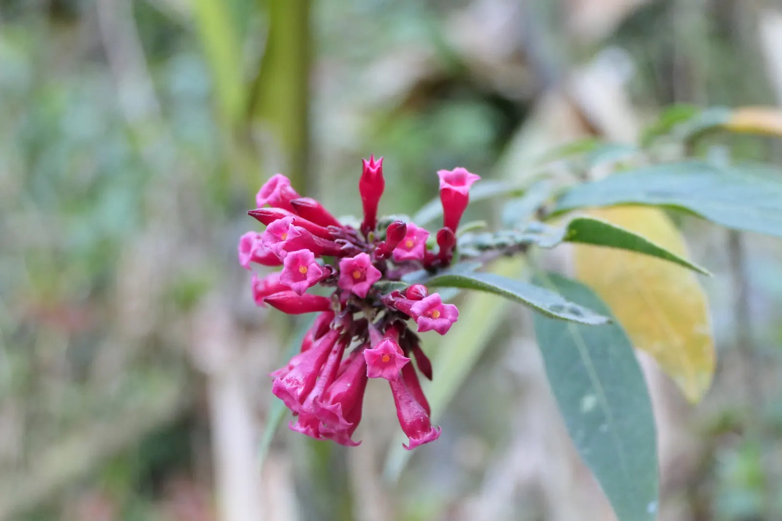 Red Cestrum (Cestrum 'Newellii') — are known to attract hummingbirds and beneficial pollinators