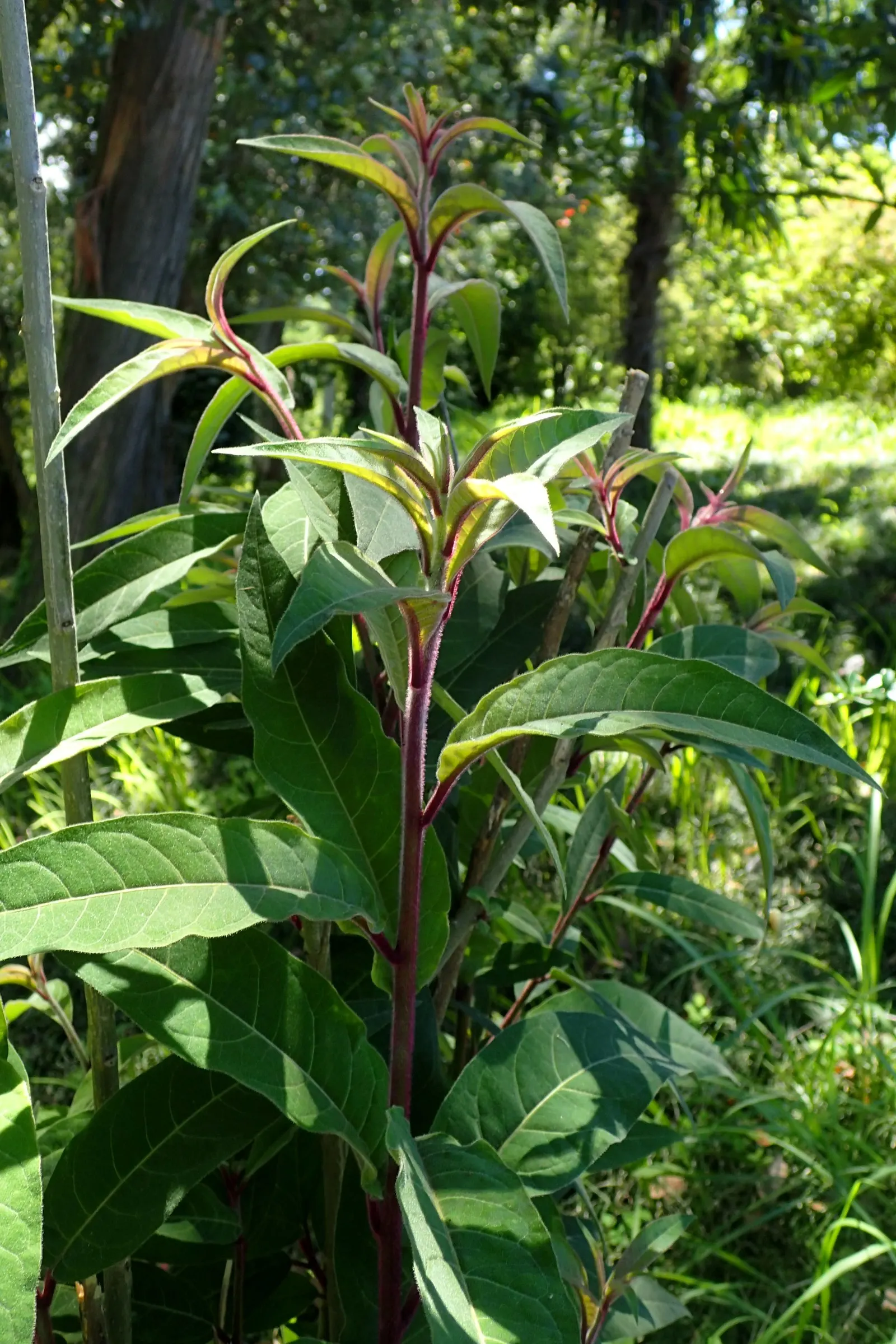 Red Cestrum (Cestrum 'Newellii') — an inviting habitat for local fauna