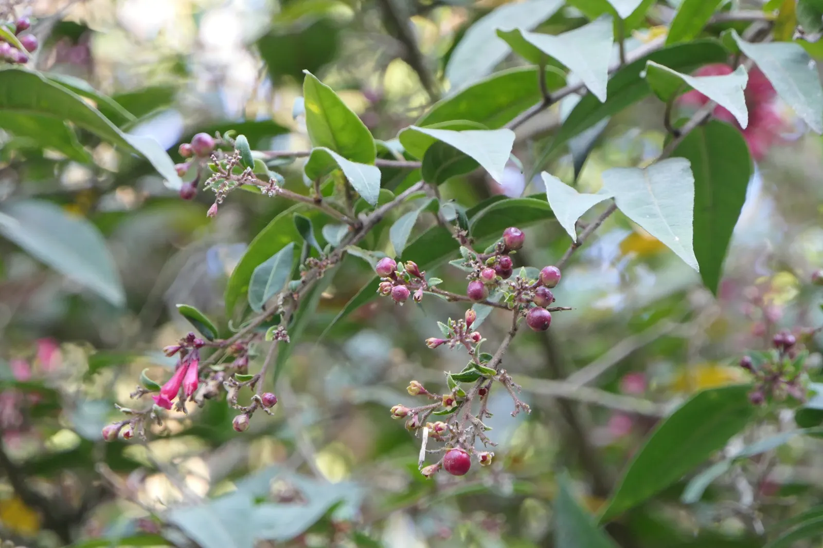 Red Cestrum (Cestrum 'Newellii') — offering a prolonged period of visual interest