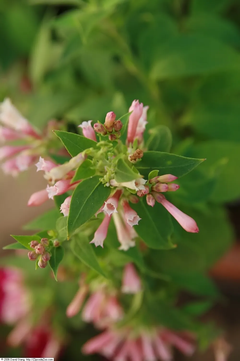Red Cestrum (Cestrum 'Newellii') — Preferring full sun to part shade, it thrives in well-drained soil