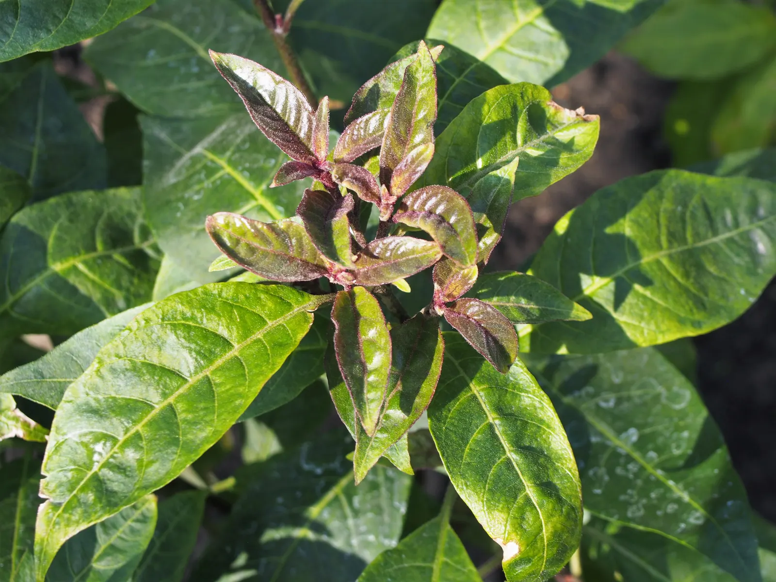 Red Cestrum (Cestrum 'Newellii') — contributing an ecological benefit to your garden.<br><br>For optimal growth