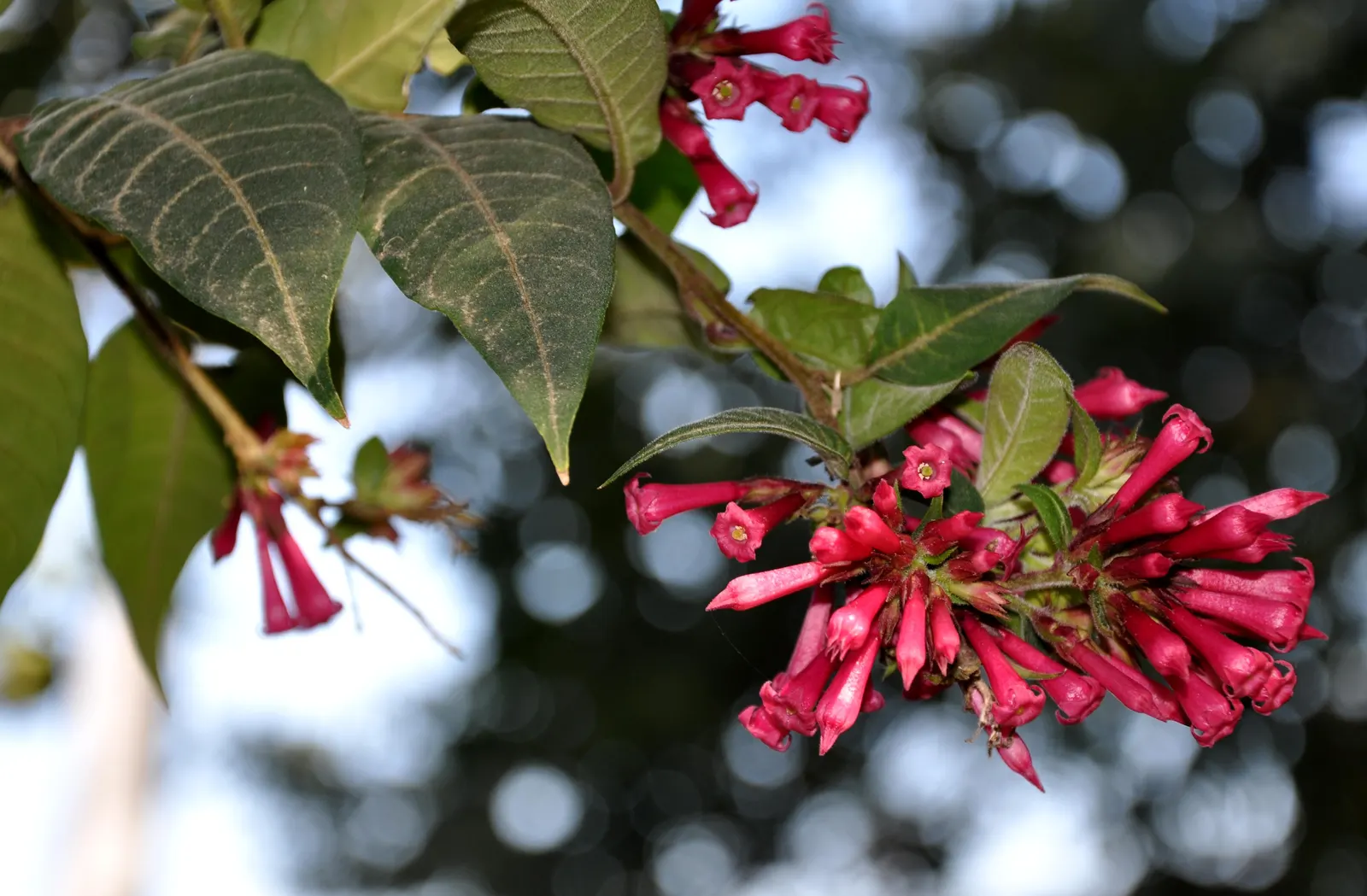 Red Cestrum (Cestrum 'Newellii') — especially during its flowering period and in the hotter summer months; each approximately 1 inch long