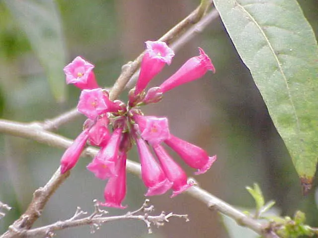 Red Cestrum (Cestrum 'Newellii') — each approximately 1 inch long