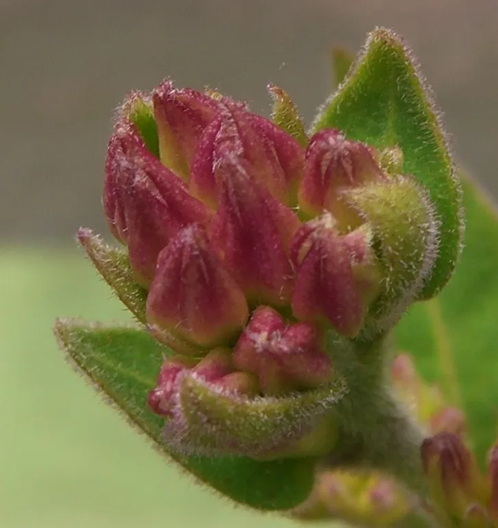 Red Cestrum (Cestrum 'Newellii') — each approximately 1 inch long; red flowers in the garden, image 56