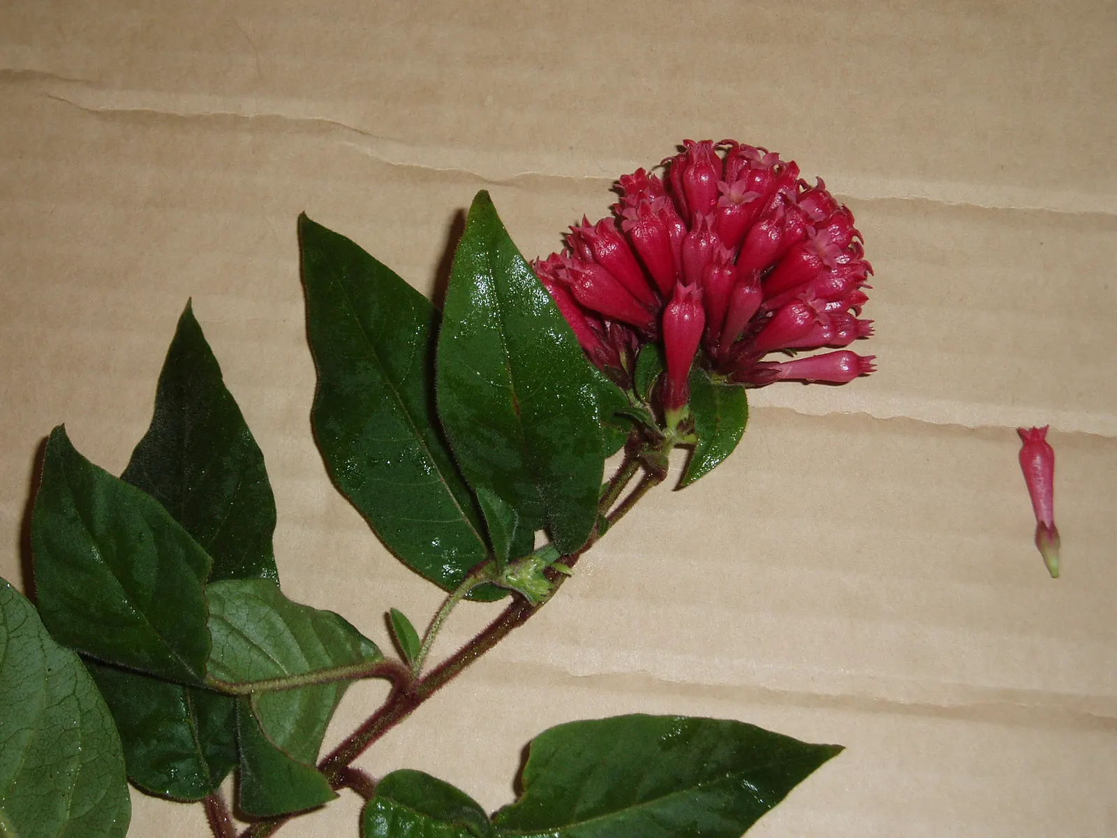 Red Cestrum (Cestrum 'Newellii') — Preferring full sun to part shade, it thrives in well-drained soil; the Red Cestrum offers a delightful splash, image 49