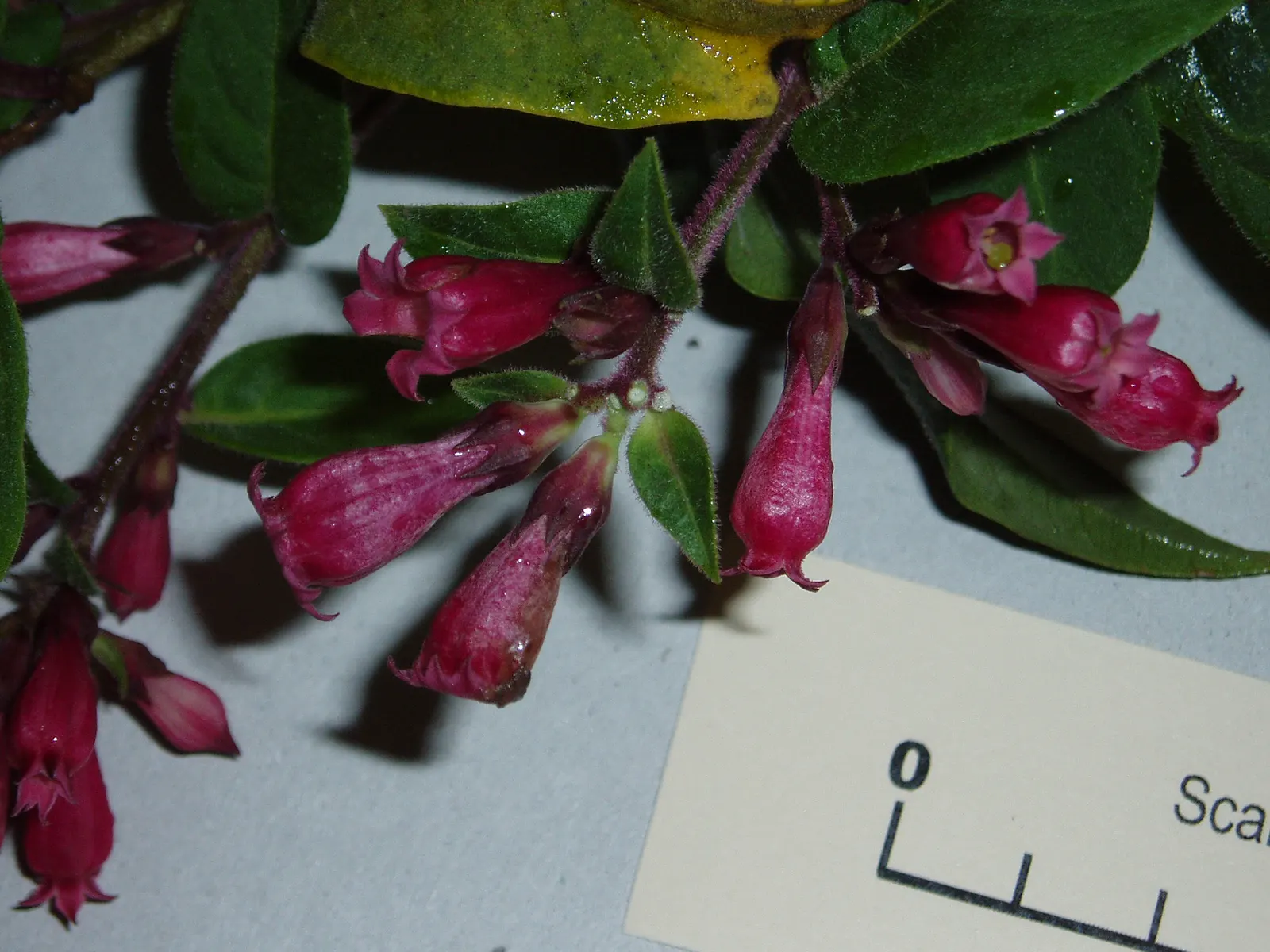 Red Cestrum (Cestrum 'Newellii') — Space plants 4-5 feet apart for a dense screen or border; it demonstrates moderate drought tolerance, image 52