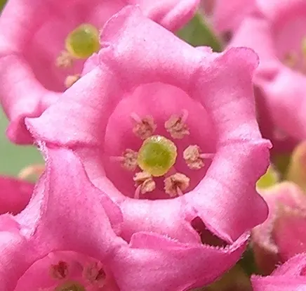 Red Cestrum (Cestrum 'Newellii') — offering a prolonged period of visual interest; it thrives with regular watering, image 55