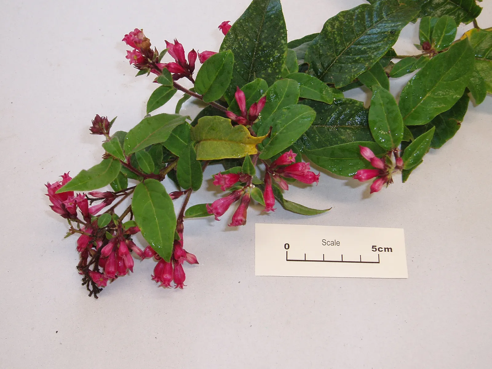 Red Cestrum (Cestrum 'Newellii') — Prune regularly to maintain shape; offering a prolonged period of visual interest, image 51