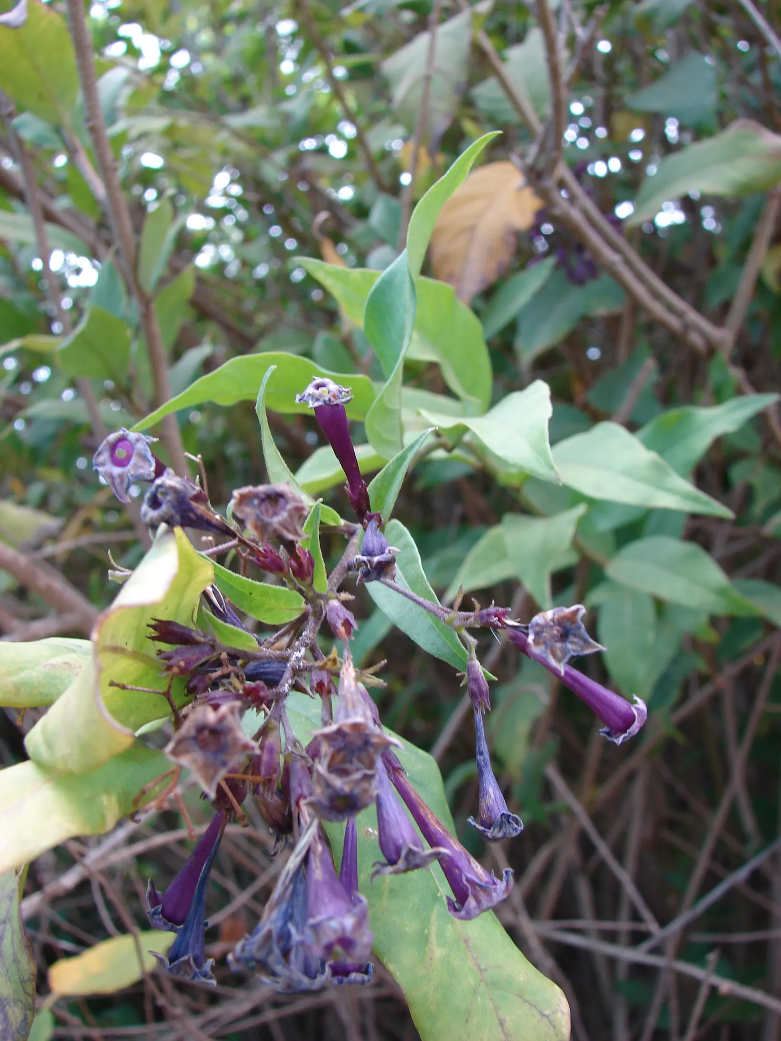 Red Cestrum (Cestrum 'Newellii') — is a vibrant shrub with tubular red flowers that bloom profusely in warmer months; hardy to 25&deg;F, it's semi-evergreen in
