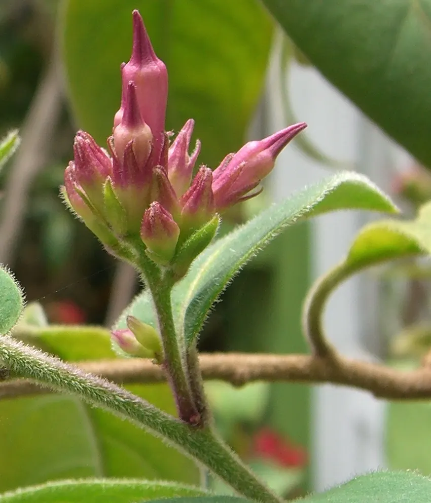 Red Cestrum (Cestrum 'Newellii') — red flowers in the garden; space plants 4-5 feet apart for a dense screen or border