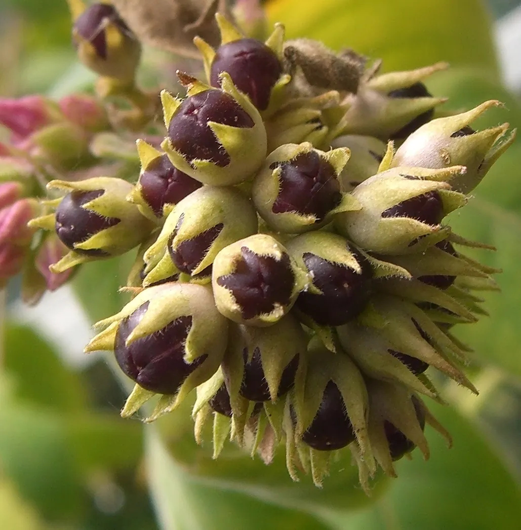 Red Cestrum (Cestrum 'Newellii') — Hardy to 25°F, it's semi-evergreen in frost-free areas; it reaches up to 8 feet high and spreads up to 6 feet, image 50