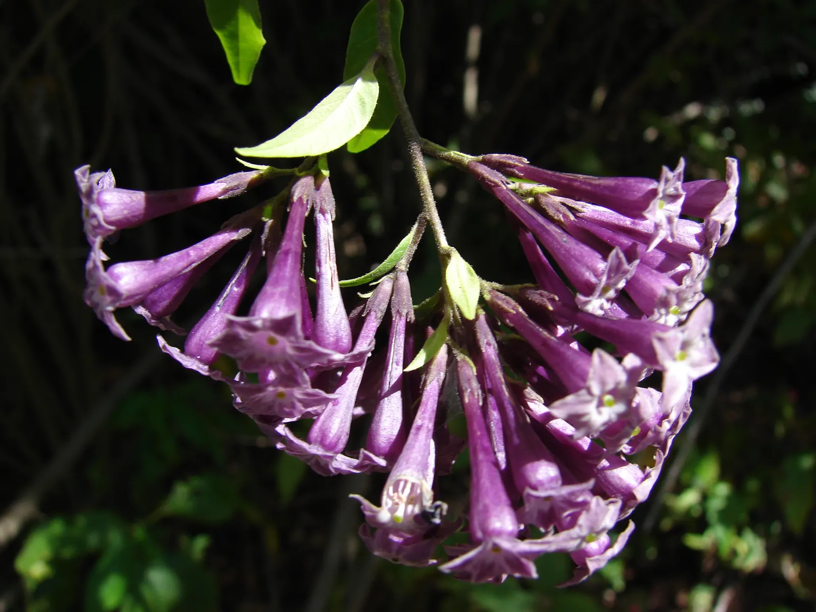 Red Cestrum (Cestrum 'Newellii') — Hardy to 25&deg;F, it's semi-evergreen in frost-free areas; it reaches up to 8 feet high and spreads up to 6 feet