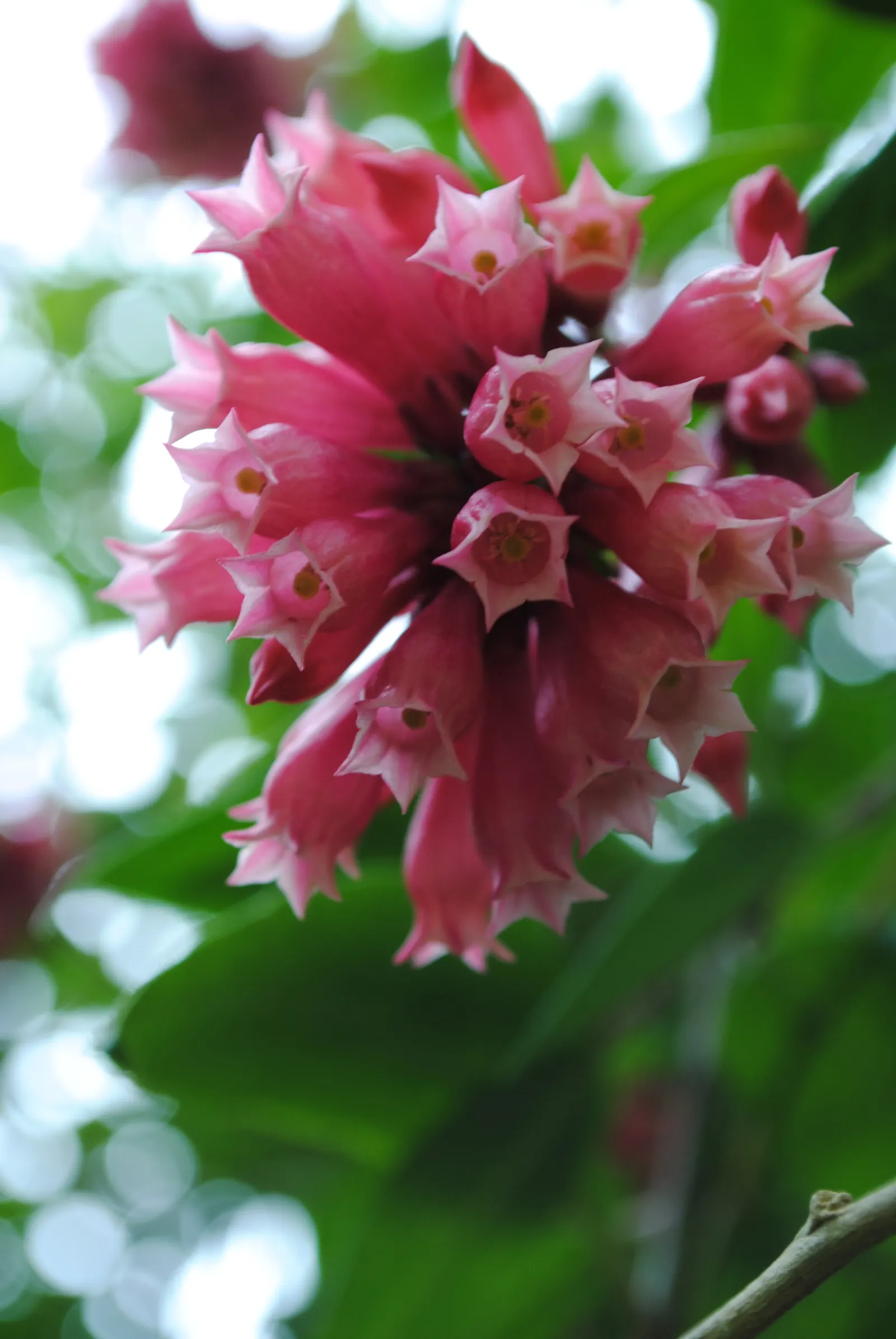 Red Cestrum (Cestrum 'Newellii') — scientifically named Cestrum 'Newellii'; shrub for full or half, image 53